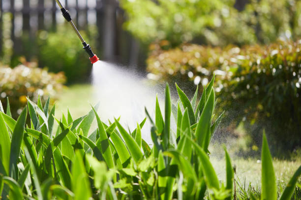 24/7 Emergency Termite Control experts in Plano, IL
